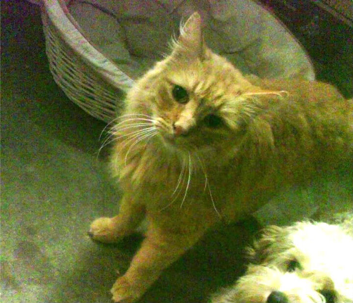 开云体育官方网站-赛道与球场，双线横扫背后的竞技哲学